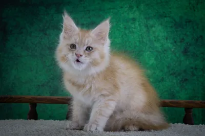 Котенок мейн-кун