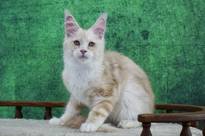 Котенок мейн-кун