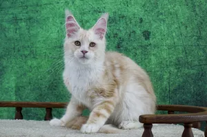 Котенок мейн-кун
