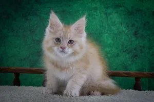 Котенок мейн-кун