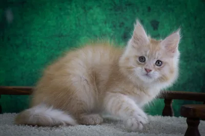 Котенок мейн-кун
