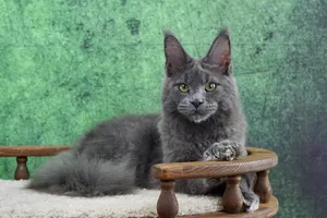 Vladimir