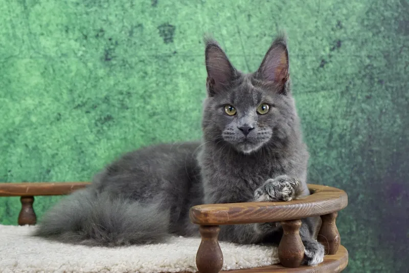 Maine Coon kitten Blue MCO a  Boy