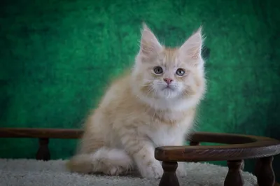 Котенок мейн-кун