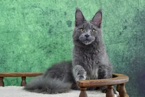 Vladimir