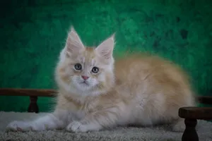 Котенок мейн-кун