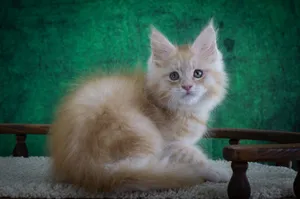 Котенок мейн-кун
