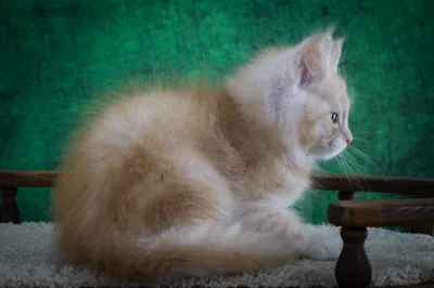 Котенок мейн-кун
