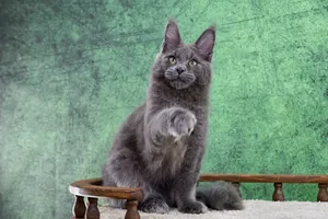 Котенок мейн-кун