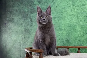 Котенок мейн-кун
