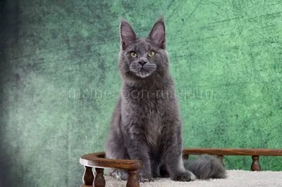 Maine Coon kitten