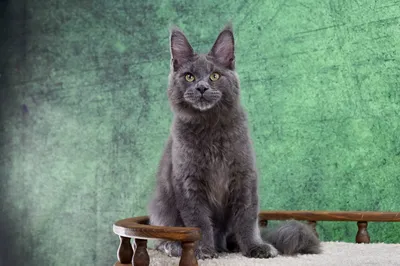 Котенок мейн-кун