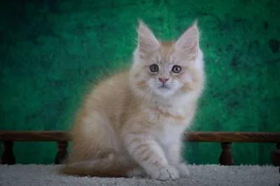 Котенок мейн-кун