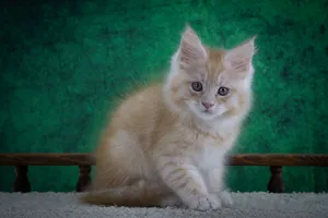 Котенок мейн-кун