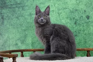 Котенок мейн-кун