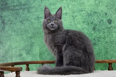 Котенок мейн-кун