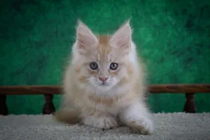 Котенок мейн-кун