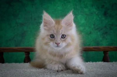 Котенок мейн-кун