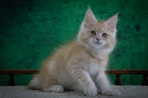 Котенок мейн-кун