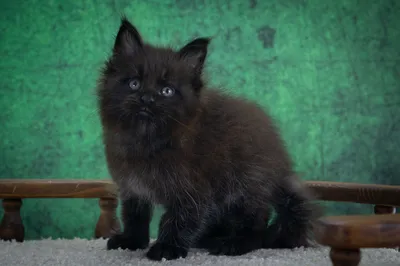 Котенок мейн-кун
