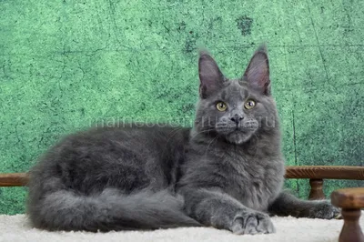 Maine Coon kitten