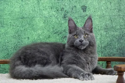 Котенок мейн-кун