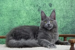 Котенок мейн-кун