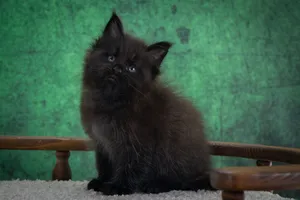 Котенок мейн-кун