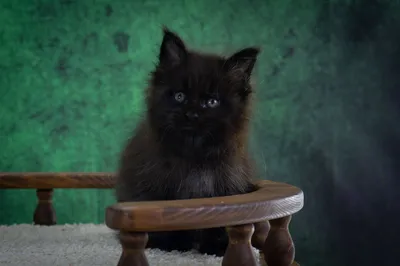 Котенок мейн-кун