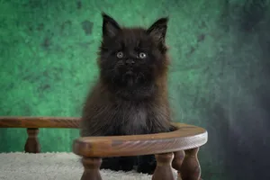 Котенок мейн-кун