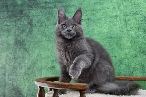 Vladimir
