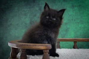 Котенок мейн-кун