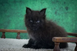 Котенок мейн-кун