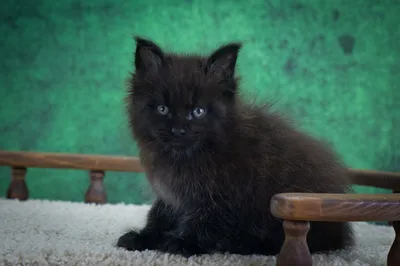 Котенок мейн-кун