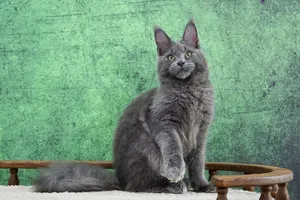 Котенок мейн-кун