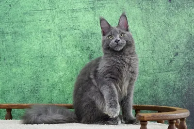 Котенок мейн-кун