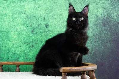 Maine Coon kitten