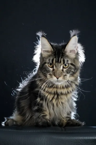 Alligator — Maine Coon kitten, Black classic Tabby (Brown) MCO n 22