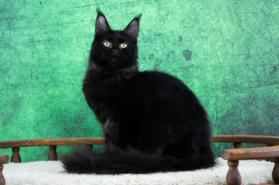 Maine Coon kitten