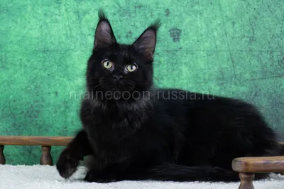 Maine Coon kitten