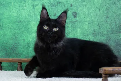 Maine Coon kitten