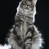 Alduin - photo 2