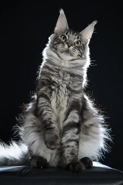 Alduin — Maine Coon kitten, Black Silver Classic Tabby MCO ns 22