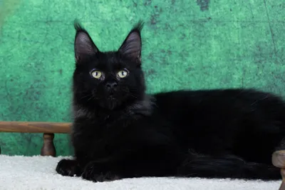 Maine Coon kitten