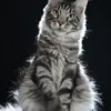 Alduin - photo 1