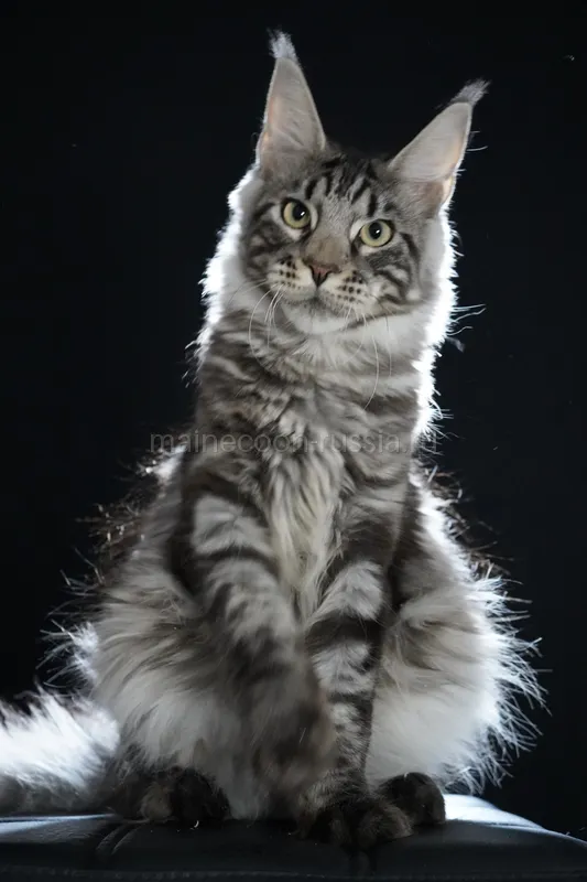 Maine Coon kitten Black Silver Classic Tabby MCO ns 22 Boy