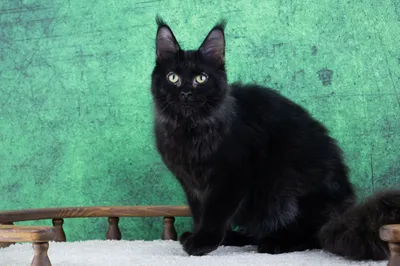 Maine Coon kitten