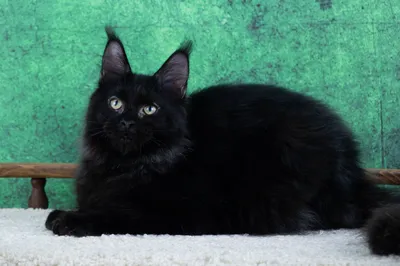 Maine Coon kitten