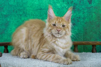 Maine Coon kitten