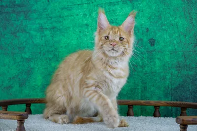 Maine Coon kitten